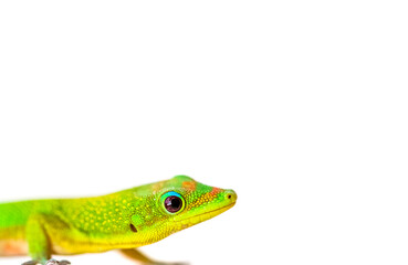 Margouillat sur fond blanc 