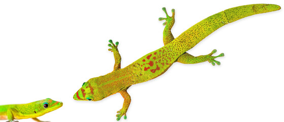 Fototapeta premium margouillats sur fond blanc 