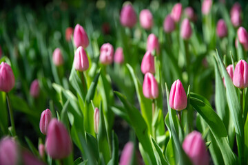 pink tulip blossom with beautiful view in nature tulip garden with romance moment in summer season