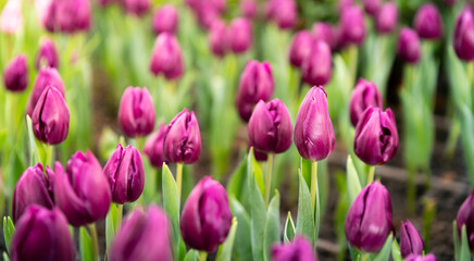 pink tulip blossom with beautiful view in nature tulip garden with romance moment in summer season