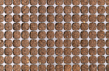 farmer prepare soil in tray for salad vegetable seeding in farm garden for growth salad vegetable for healthy lifestyle and vegan vegetarian food