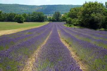 Naklejka na ściany i meble Lavendelfeld auf dem Plateau de Sault,Provence