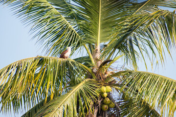 Fototapeta premium Coconut on tree in beach side of Kerala.