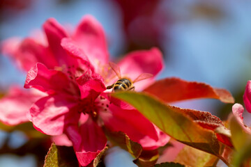 Bee collects nectar in pink flowers