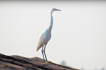 Great white egret at the roof of houseboat in backwater of Kerala.