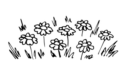 Simple black outline vector drawing. Summer lawn, grass and chamomile flowers. Sketch in ink.