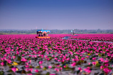 Scenic View in High Season travel Red lotus sea, Beautiful nature Landscape red Lotus sea in the morning have fog blurred background with tourist and folkways, Thailand, Udon Thani.Selective Focus.
