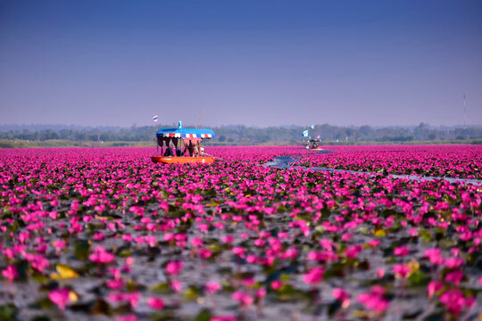 Scenic View in High Season travel Red lotus sea, Beautiful nature Landscape red Lotus sea in the morning have fog blurred background with tourist and folkways, Thailand, Udon Thani.Selective Focus.