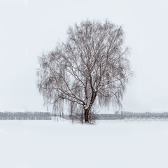 A bare tree in a snow covered field in Bavaria