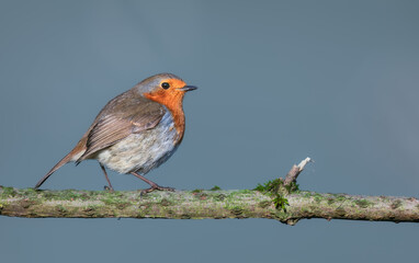A close up of a single robin on a tree branch. with copy space