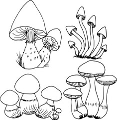 Mushrooms sketch set. Vector illustration. Mushrooms are edible and inedible.