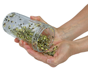 pair of hands holding a glass jar emptying out sprouted lentil seeds reading for eating transparent png file
