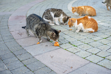 Group of hungry multicoloured homeless stray cats sitting on the sidewalk. Cats eat natural food on the street in Turkey