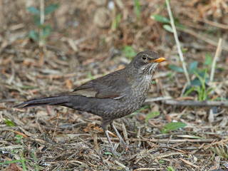 European blackbird in a natural environment. Turdus merula. 
