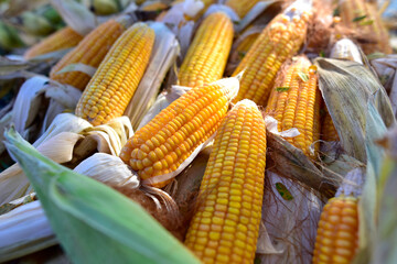 Corn or corn for animal feed yellow close up frame