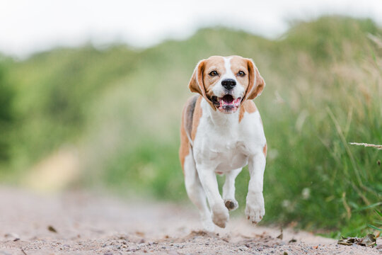 Hund, Beagle, Sommer