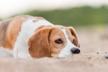 Hund, Beagle, Sommer