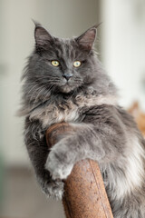 Katze, Maine Coon, Wohnzimmer, hell