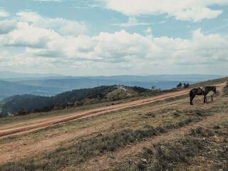 Dirt road at the top of the peak. Green summer mountain landscape. A horse tied in a meadow.