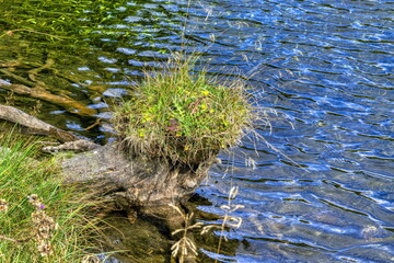 detail of plants at the lake, Styria, Austria