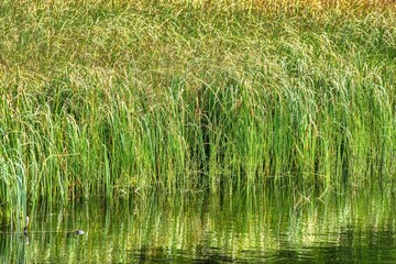Grass in the lake, Styria, Austria