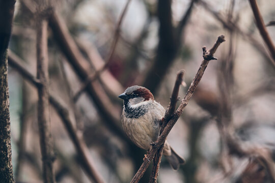Tree Sparrow sitting on twig in winter. High quality photo