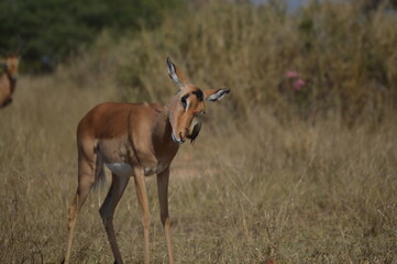 impala antelope in kruger national park