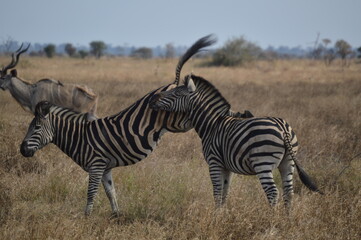 Obraz na płótnie Canvas zebra in kruger national park