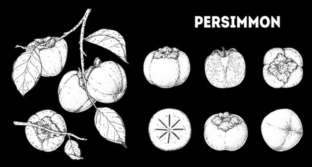 Persimmons fruit. Hand drawn design elements. Vector illustration. Design, package, brochure illustration. Persimmon fruit illustration. Design elements for packaging design and other.