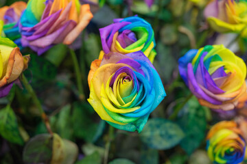 Obraz na płótnie Canvas rainbow rose flower and multicolour petals, beautifully named happy flower LGBTQ
