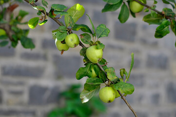 branch with green apples in a garden