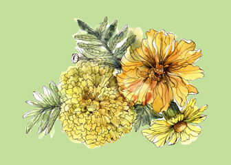 Floral illustration of  watercolor bouquet flowers marigold with leaves.