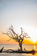Beach driftwood at sunrise