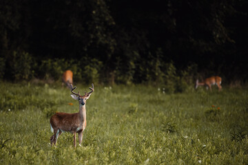 Whitetail buck at attention
