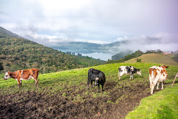 cows on a meadow in a beautiful landscape