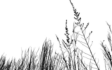 Grass silhouette, Flower garden meadow nature. Vector illustration.