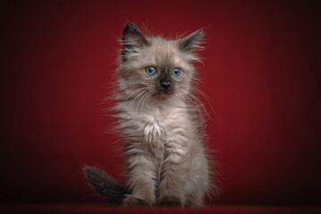 kitten on a red background