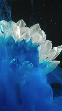 Vertical video. Flower ink. Water paint drop. Floral art. Blue color fume cloud spreading over white daisy petals on black background.