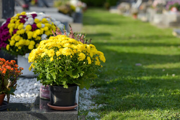 photograph of chrysanthemum in a cemetery on all saints day