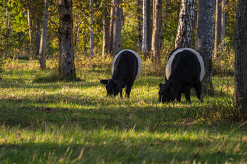 Two black belted Galloway cows grazing in forest of Gauja National park on sunny autumn day
