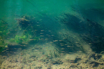 among aquatic plants a bank of little fishes can be seen passing by through the clear green water of the Seine river