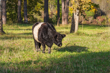 Black belted Galloway cow grazing in forest of Gauja National park on sunny autumn day