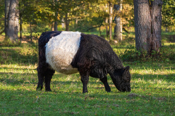 Black belted Galloway cow grazing in forest of Gauja National park on sunny autumn day
