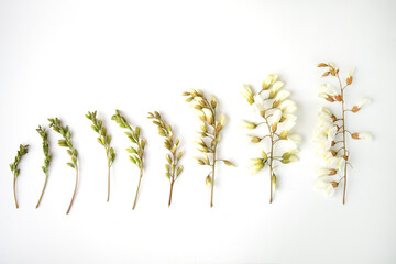 Sprigs of acacia flowers on a white background. Stages of flowering of acacia. Buds and flowers of...