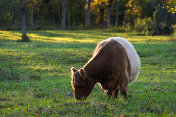 Red belted Galloway cow grazing in forest of Gauja National park on sunny autumn evening