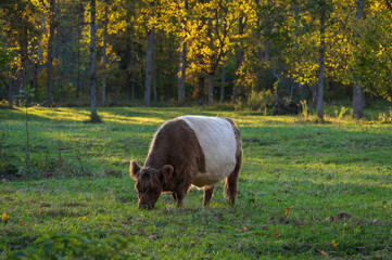 Red belted Galloway cow grazing in forest of Gauja National park on sunny autumn evening
