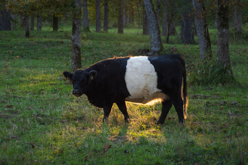 Fototapeta premium Black belted Galloway cow grazing in forest of Gauja National park on sunset