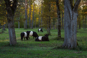 Herd of black belted Galloway cows grazing in forest of Gauja National park on sunny autumn evening