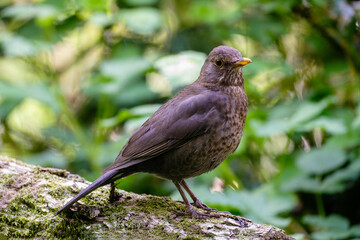 Merel - Blackbird
