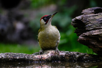 Groene specht - Green woodpecker